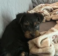 Blackie, a male Yorkshire Terrier for sale in Austin, PA – 1 of 2
