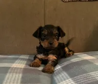 Male1, a male Yorkshire Terrier for sale in Austin, PA – 1 of 2