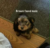 smallest, a male Yorkshire Terrier for sale in Austin, PA – 4 of 4