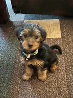 smallest, a male Yorkshire Terrier for sale in Austin, PA – 2 of 4