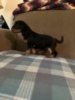 Male1, a male Yorkshire Terrier for sale in Austin, PA – 2 of 2