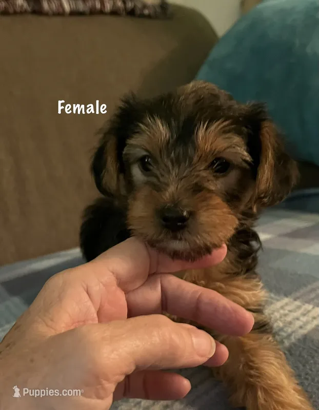 Brownie – Yorkshire Terrier puppy for sale in Austin, PA
