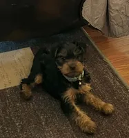 Blackie, a male Yorkshire Terrier for sale in Austin, PA – 2 of 2