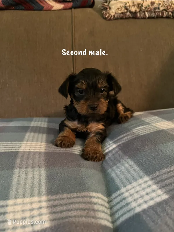 Male 2, a male Yorkshire Terrier for sale in Austin, PA – 1 of 1
