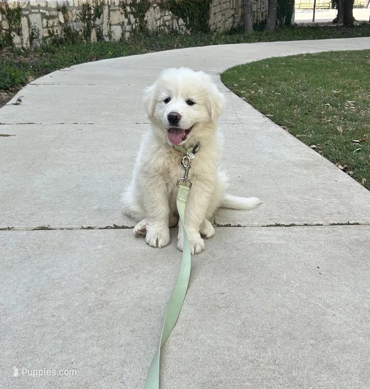 No name  – Great Pyrenees puppy for sale in Austin, TX