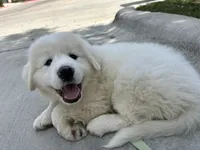 No name , a male Great Pyrenees for sale in Austin, TX – Photo 2 of 2