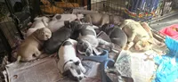 Purple, a female Miniature Bull Terrier and Dogo Argentino for sale in Derry, NH – 5 of 6