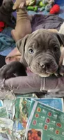 Purple, a female Miniature Bull Terrier and Dogo Argentino for sale in Derry, NH – 3 of 6