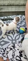 Purple, a female Miniature Bull Terrier and Dogo Argentino for sale in Derry, NH – 2 of 6