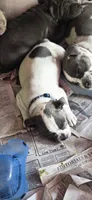 Purple, a female Miniature Bull Terrier and Dogo Argentino for sale in Derry, NH – 4 of 6