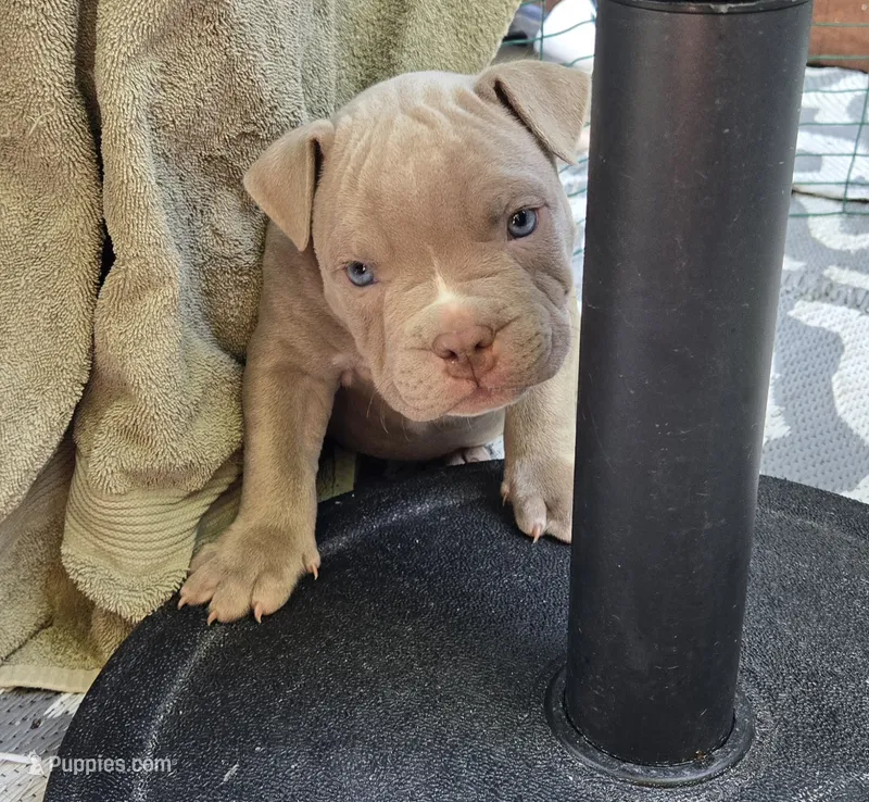 Purple – Miniature Bull Terrier, Dogo Argentino puppy for sale in Derry, NH