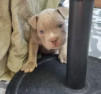 Purple, a female Miniature Bull Terrier and Dogo Argentino for sale in Derry, NH – 1 of 6