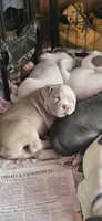 Purple, a female Miniature Bull Terrier and Dogo Argentino for sale in Derry, NH – 6 of 6
