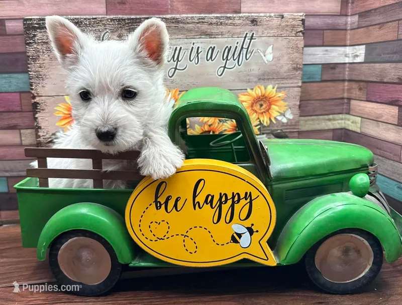 Black Color – West Highland White Terrier puppy for sale in Newport, WA