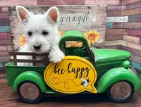 Black Color, a female West Highland White Terrier for sale in Newport, WA – 1 of 1