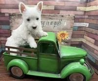 No Collar, a female West Highland White Terrier for sale in Newport, WA – 1 of 1