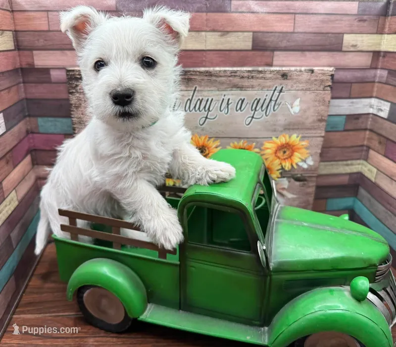 Red Collar  – West Highland White Terrier puppy for sale in Newport, WA