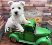 Red Collar , a female West Highland White Terrier for sale in Newport, WA – 1 of 1