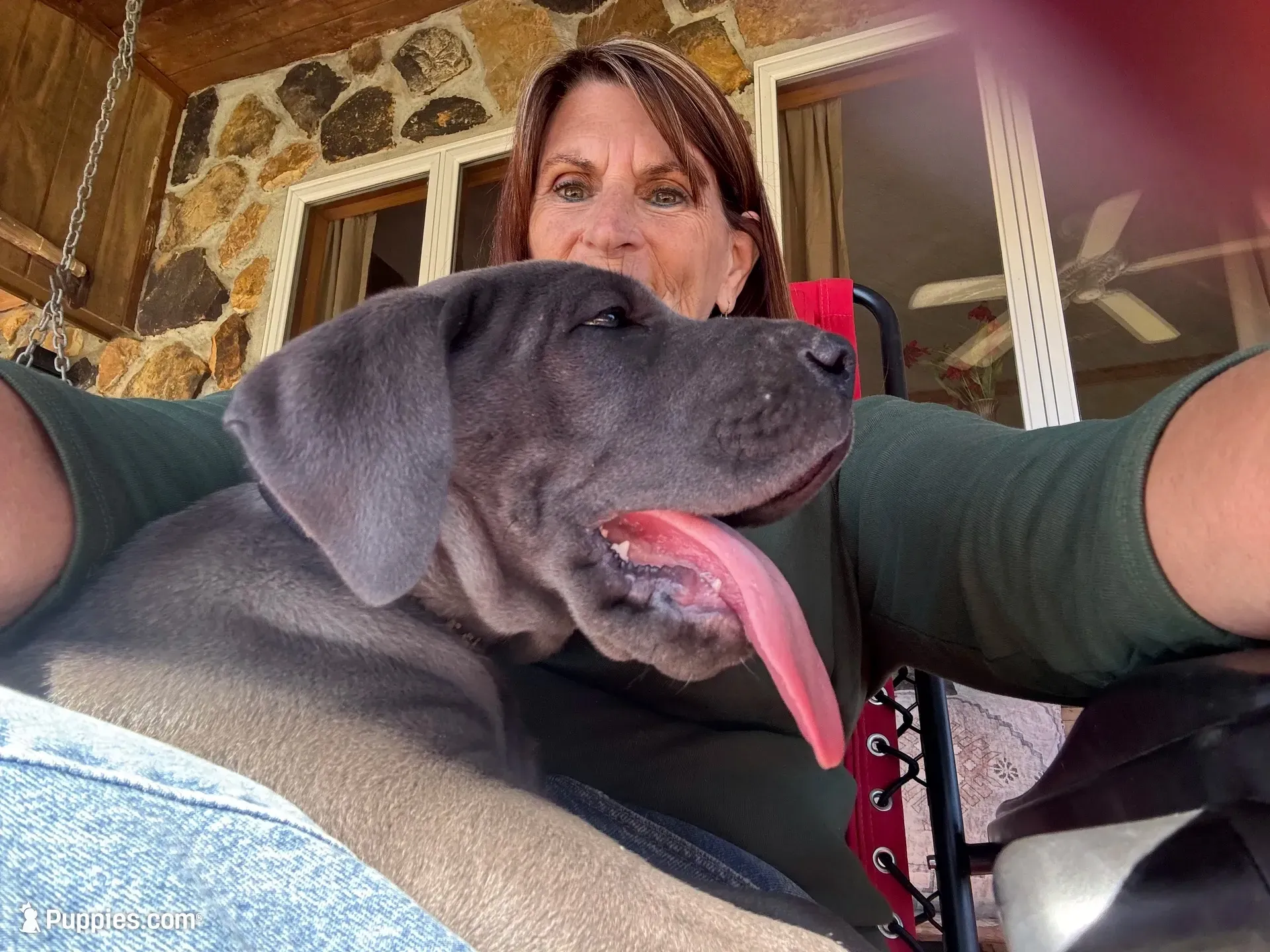 Cornucopia , a male Great Dane for sale in Sandy Hook, KY – 5 of 6
