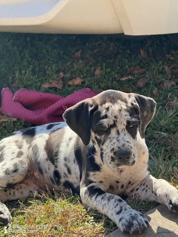 Spice – Great Dane puppy for sale in Sandy Hook, KY