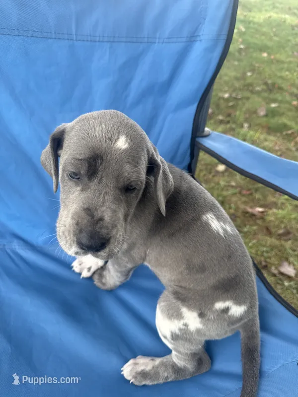 Salem – Great Dane puppy for sale in Sandy Hook, KY