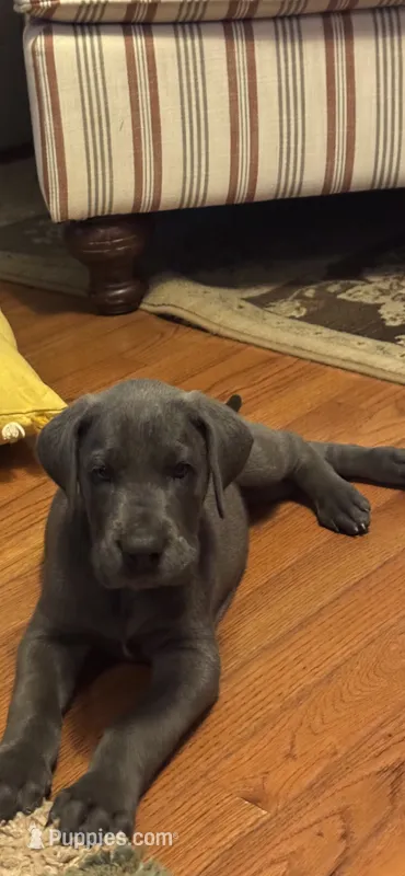 Cornucopia – Great Dane puppy for sale in Sandy Hook, KY