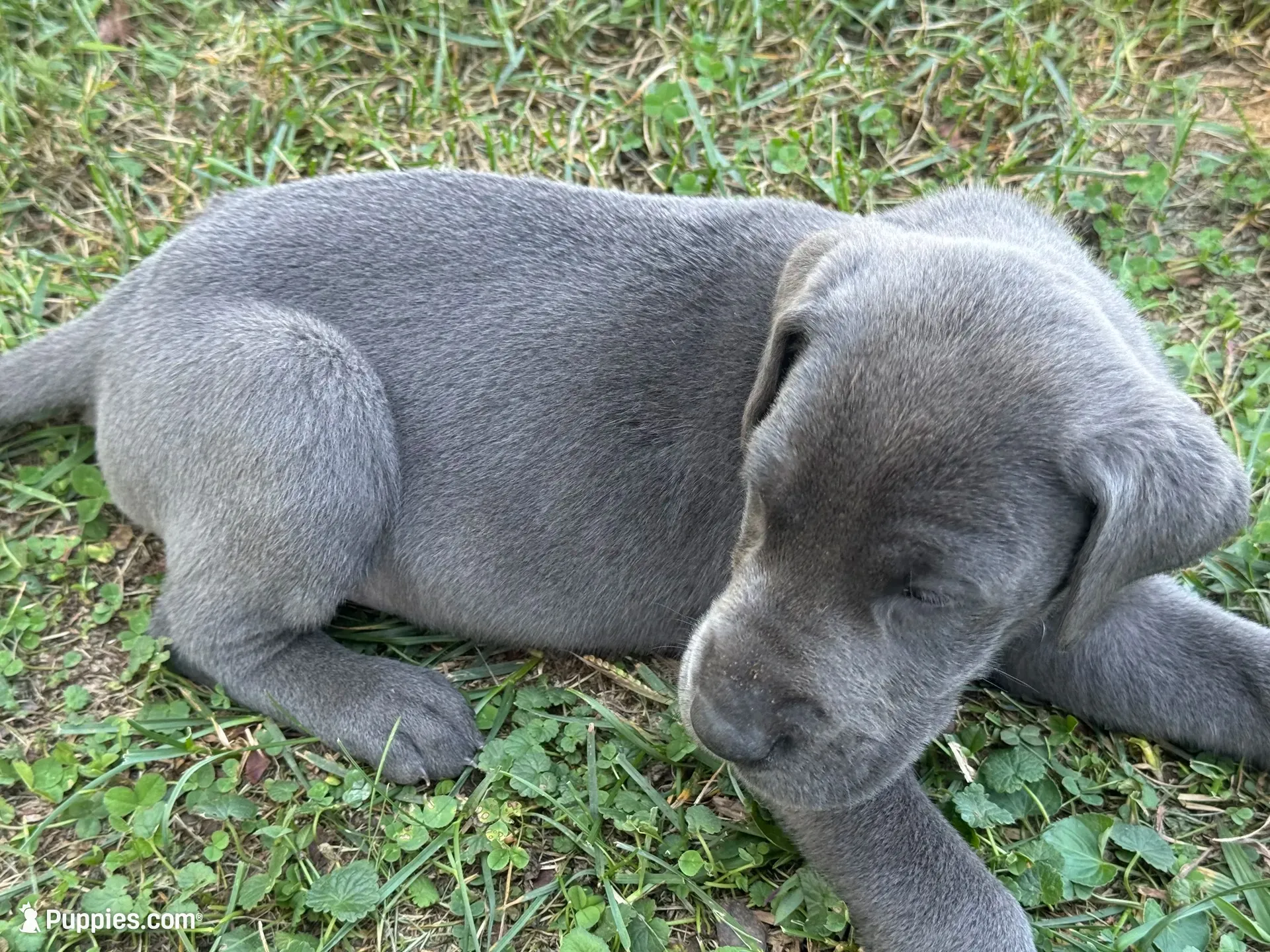 Cornucopia, a male Great Dane for sale in Sandy Hook, KY – 1 of 3