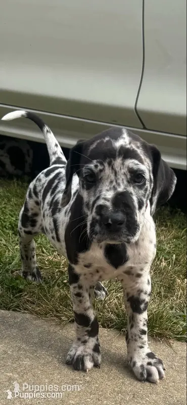 Bonfire – Great Dane puppy for sale in Sandy Hook, KY