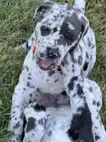 Pumpkin, a female Great Dane for sale in Sandy Hook, KY – 1 of 1