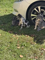 Bonfire, a female Great Dane for sale in Sandy Hook, KY – 5 of 5