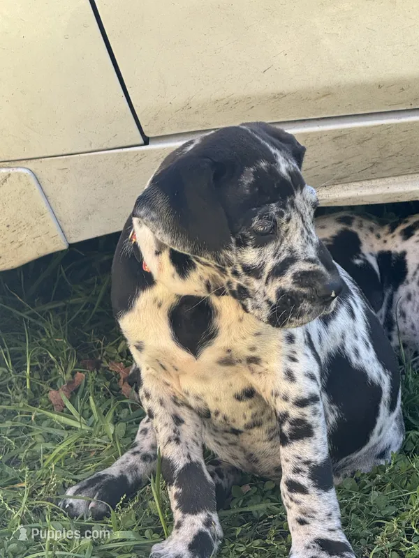 Bonfire – Great Dane puppy for sale in Sandy Hook, KY