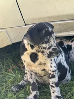 Bonfire, a female Great Dane for sale in Sandy Hook, KY – 1 of 5