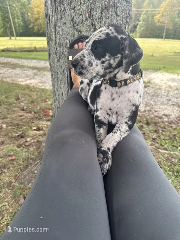 Spice – Great Dane puppy for sale in Sandy Hook, KY