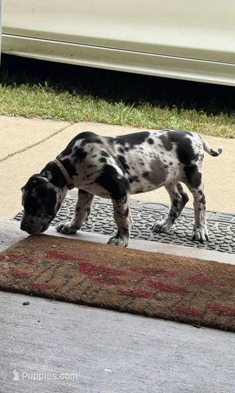 Spice – Great Dane puppy for sale in Sandy Hook, KY
