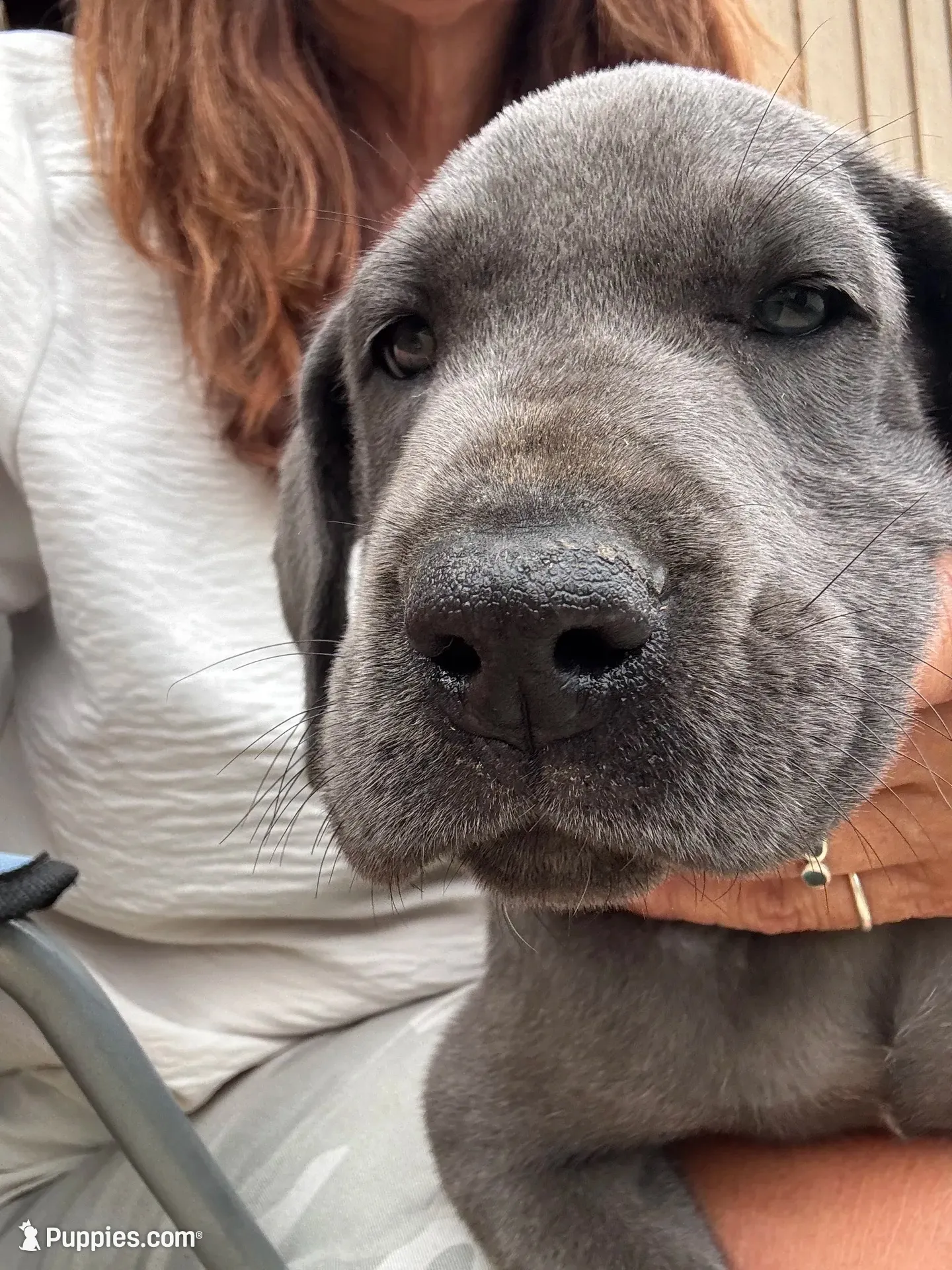 Cornucopia , a male Great Dane for sale in Sandy Hook, KY – 6 of 6