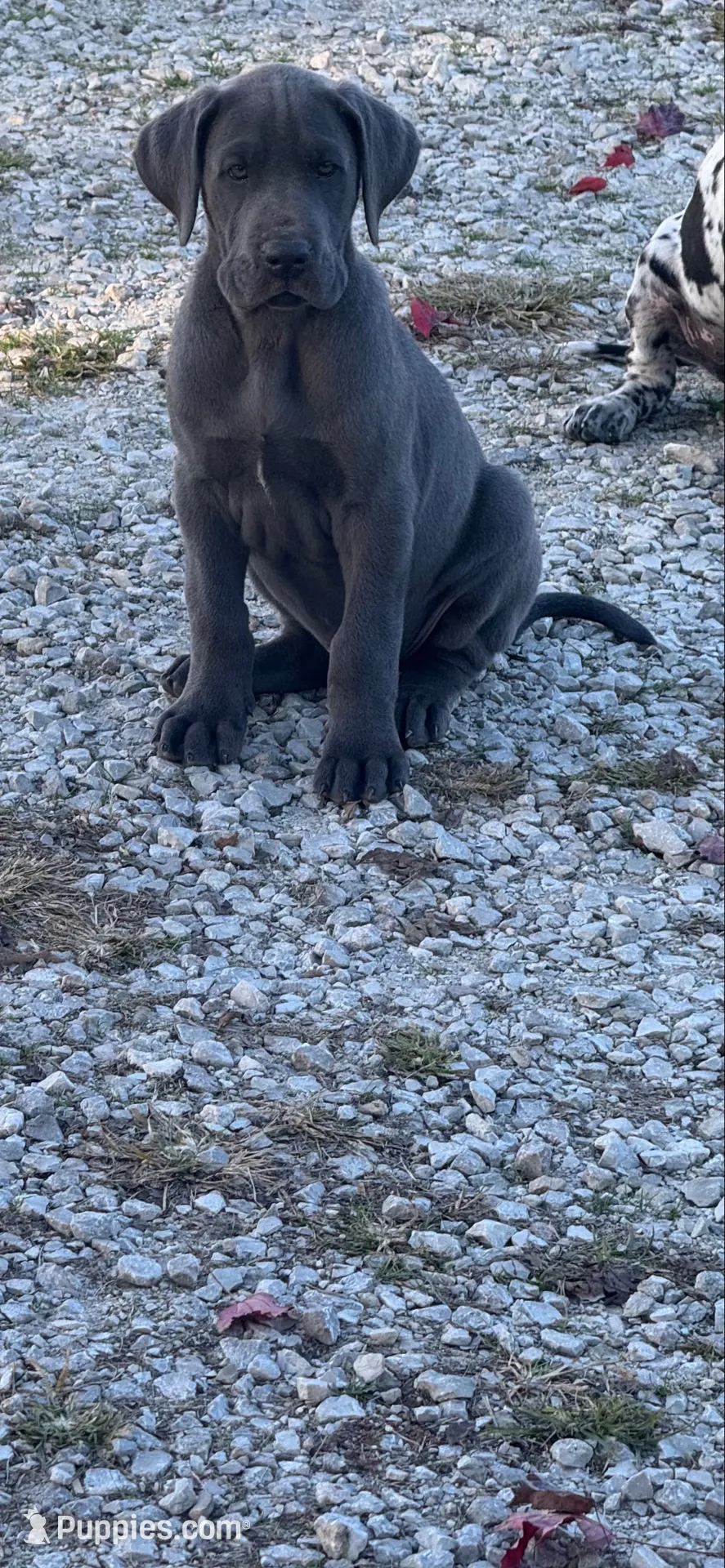 Cornucopia , a male Great Dane for sale in Sandy Hook, KY – 1 of 6