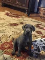 Cornucopia , a male Great Dane for sale in Sandy Hook, KY – 4 of 6