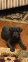 Cornucopia , a male Great Dane for sale in Sandy Hook, KY – 2 of 6