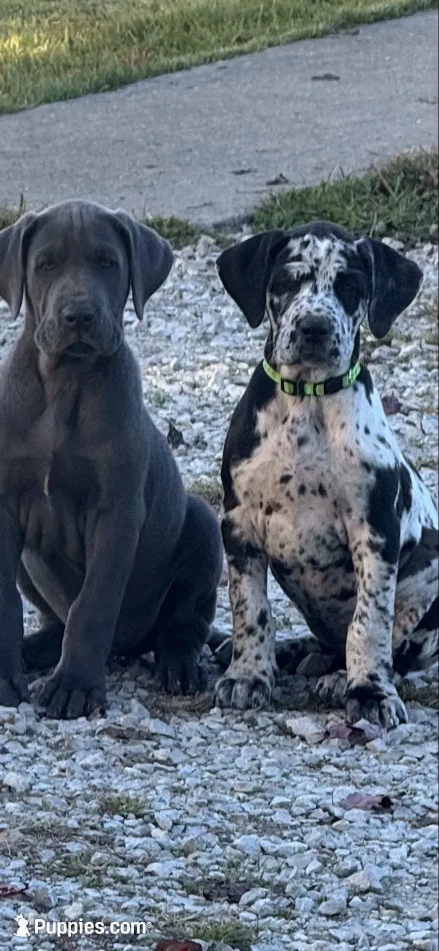 Cornucopia , a male Great Dane for sale in Sandy Hook, KY – 3 of 6
