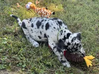 Gourde , a male Great Dane for sale in Sandy Hook, KY – 2 of 2