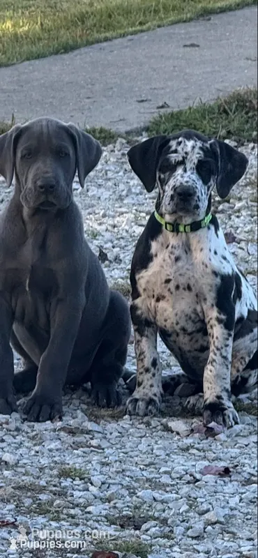 Spice – Great Dane puppy for sale in Sandy Hook, KY