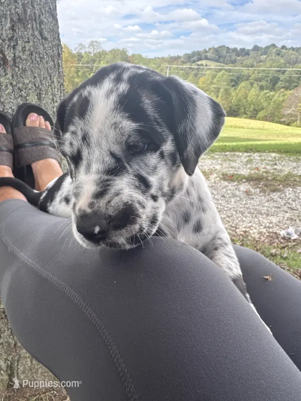 Autumn – Great Dane puppy for sale in Sandy Hook, KY