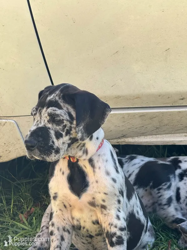 Bonfire – Great Dane puppy for sale in Sandy Hook, KY
