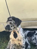Bonfire, a female Great Dane for sale in Sandy Hook, KY – 4 of 5