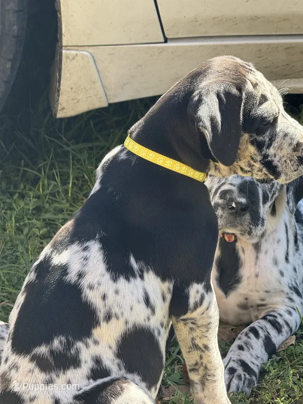Spice – Great Dane puppy for sale in Sandy Hook, KY