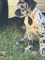 Bonfire, a female Great Dane for sale in Sandy Hook, KY – 3 of 5
