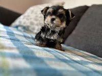 Puppy 2, a male Morkie for sale in Orlando, FL – 1 of 6