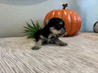Morkie Girl 2, a female Morkie for sale in Orlando, FL – 2 of 2