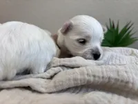 Maltese Boy 3, a male Maltese for sale in Orlando, FL – 2 of 2