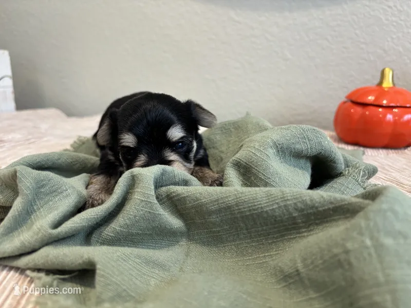 Morkie Girl 2, a female Morkie for sale in Orlando, FL – 1 of 2